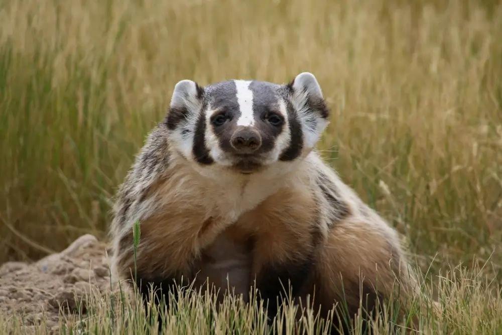 Meet the American Badger: Built Like a Tiny Bulldozer