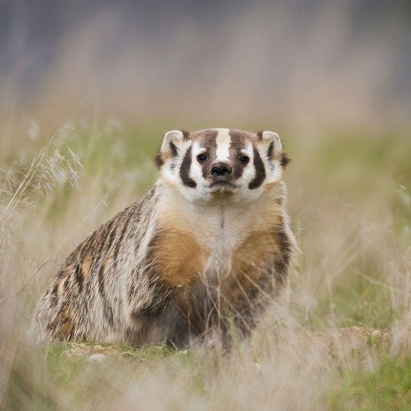 Not Just Huron County: Badgers Are Turning Up Across Ohio